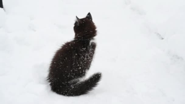 Gatinho fofo bonito jogando no inverno de neve — Vídeo de Stock