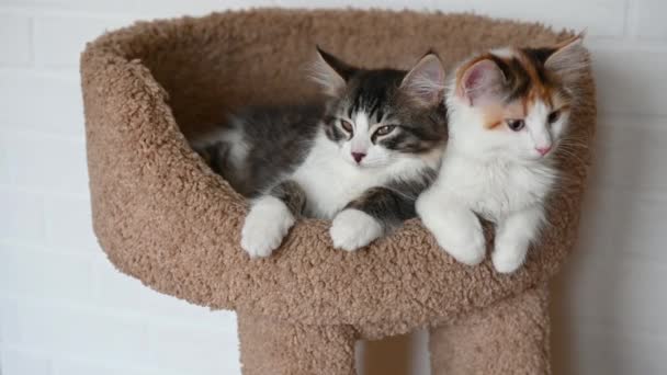 Zwei süße schöne Hauskatzenkätzchen aus nächster Nähe, die zu Hause in die Kamera schauen — Stockvideo