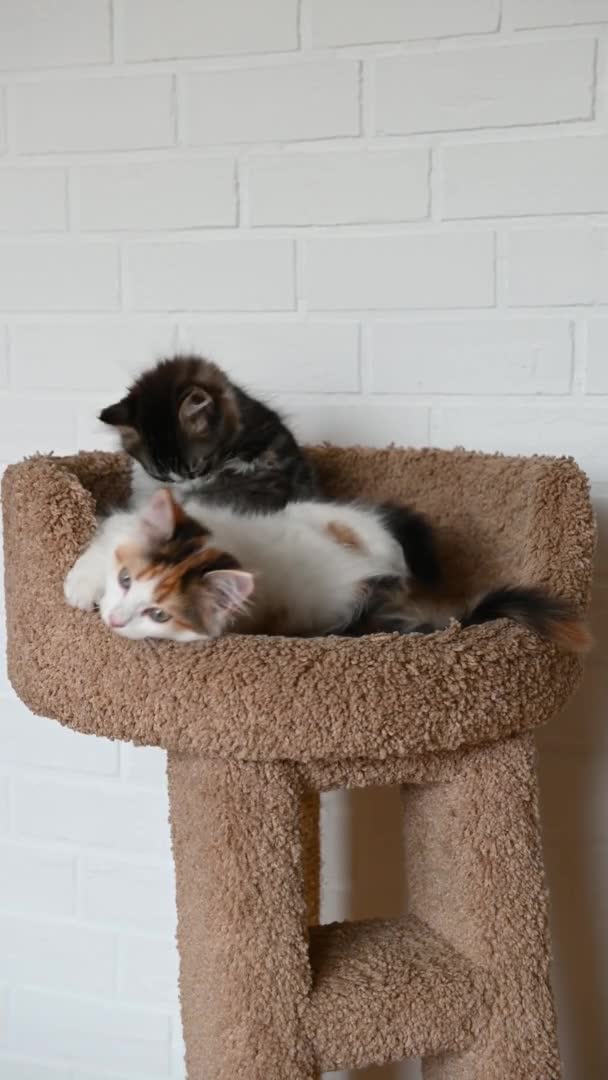 두 마리의 귀엽고 아름다운 집고양이, 수직 형태로 홈 비디오에서 카메라를 자세히 보고 — 비디오