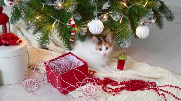 家でクリスマスの飾りとアームチェアで遊ぶかわいい面白い子猫猫 — ストック動画