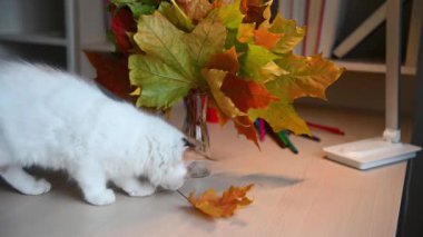Şirin tüylü kedi yavrusu sonbahar kırmızı yapraklarıyla oynuyor.