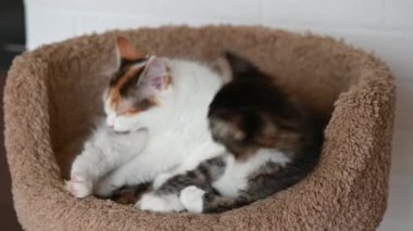 İki sevimli kedi yavrusu evdeki kameraya yakından bakıyor. 