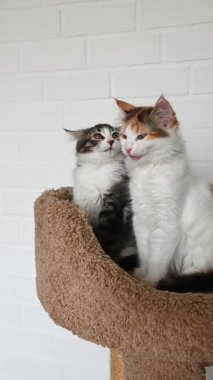 İki sevimli kedi yavrusu ev kamerasına dikey bir şekilde yakından bakıyor.