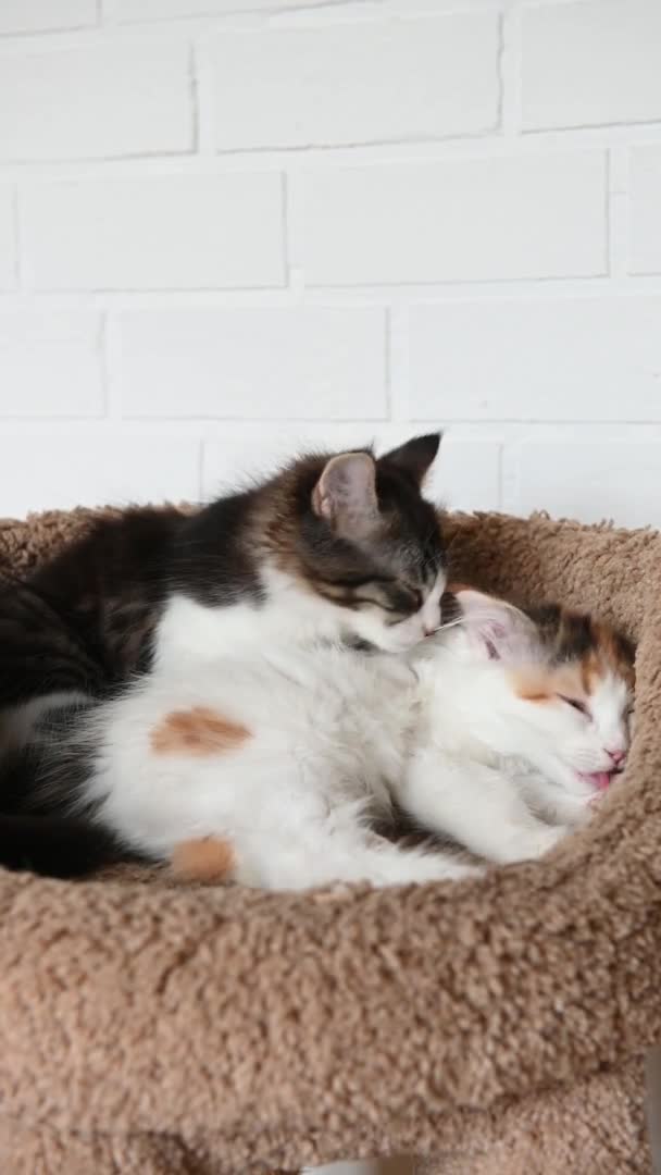 Två söta vackra tamkatt kattunge närbild tittar på kameran hemma video i vertikalt format — Stockvideo