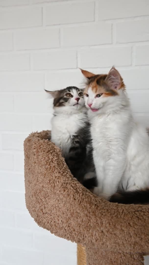 İki sevimli kedi yavrusu ev kamerasına dikey bir şekilde yakından bakıyor. — Stok video