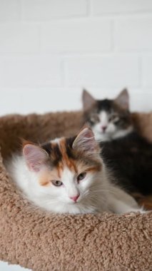 İki sevimli kedi yavrusu ev kamerasına dikey bir şekilde bakıyor.