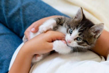 Beyaz bir battaniyenin üzerinde kollarında sevimli kahverengi kedi yavrusu kameraya yakından bakıyor.