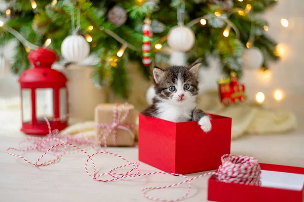 Kleine lustige Katzenkätzchen sitzt in einer roten Schachtel als Weihnachtsgeschenk auf dem Hintergrund eines Weihnachtsbaums im Dekorationskonzept von Neujahr und Weihnachten — Stockfoto