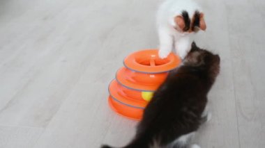 İki sevimli kedi evde kediler için turuncu oyuncakla oynuyor.