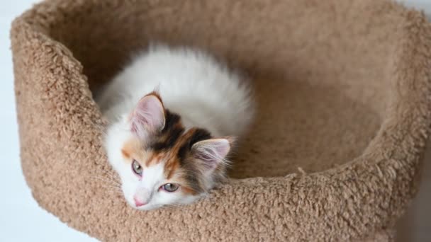Ładny piękny kotek domowy zbliżenie patrząc na kamery w domu wideo w pionowym formacie — Wideo stockowe