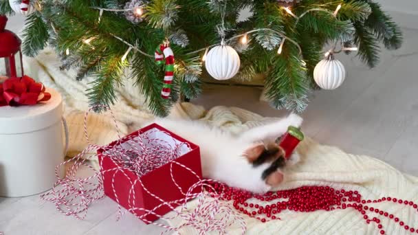Piccolo simpatico gatto gattino divertente che gioca sulla poltrona con decorazioni natalizie a casa — Video Stock