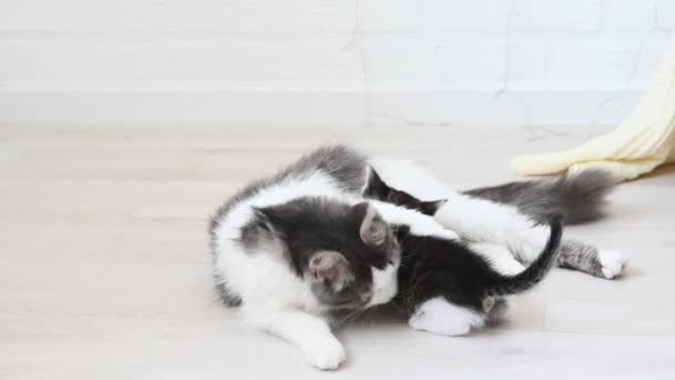 Söt grå fluffig katt matar fyra kattungar — Stockvideo