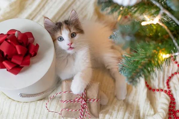 Trochę słodkie śmieszne kotek gra z dekoracji nowego roku na tle choinki nowy rok i koncepcja Bożego Narodzenia Zdjęcie Stockowe