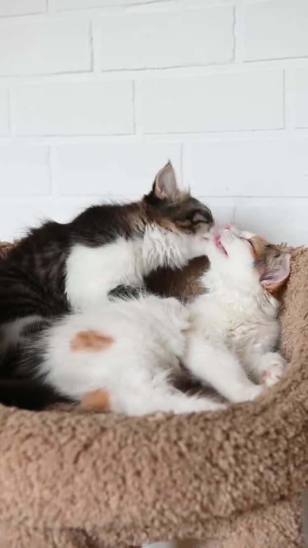Dwa słodkie piękne kotek domowych zbliżenie patrząc na kamery w domu wideo w pionowym formacie — Wideo stockowe