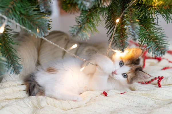 Little cute funny kitten cat playing with new year decorations on the background of the christmas tree new year and christmas concept — Stock Photo, Image