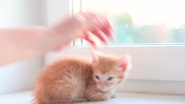 Küçük sevimli kızıl kedi yavrusu pencere eşiğinde oturur ilkbaharda öğleden sonra pencereden dışarı bakar.