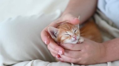 Bir kadının kollarında küçük, kızıl, komik bir kedi yavrusu.