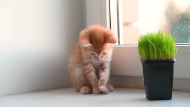 Милый маленький рыжий котенок, играющий хвостом на окне дома — стоковое видео