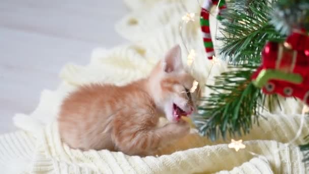 Маленький забавный рыжий котенок играет с новогодними украшениями возле елки с концепцией подарков нового года и Рождества — стоковое видео