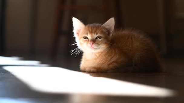 Lindo gatito gato sentado en el suelo de la casa en la luz de fondo de los rayos del sol mirando a la cámara de cerca — Vídeos de Stock