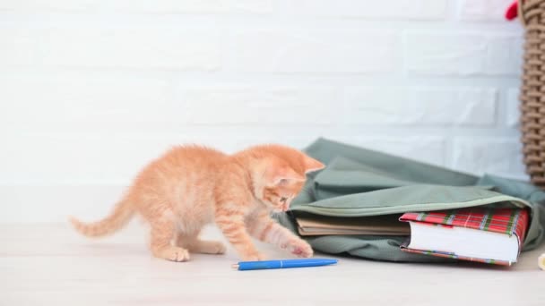 Lindo jengibre pequeño gato gatito jugando con escuela mochila y azul pluma en casa — Vídeo de stock