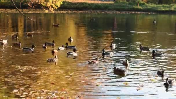 Ландшафтные утки плавают в пруду осенью на закате желтые деревья отражаются в воде — стоковое видео