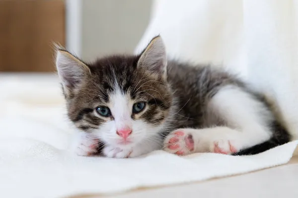 Evdeki beyaz battaniyenin üzerinde sevimli kahverengi kedi yavrusu kameraya yakından bakıyor. — Stok fotoğraf
