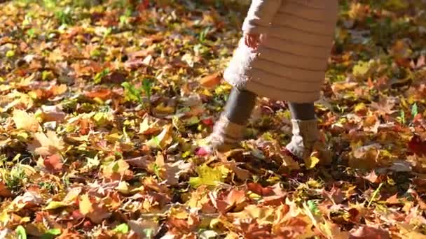 Petite fille marche dans le parc dans la ville jette des feuilles d'érable jaune en automne doré — Video
