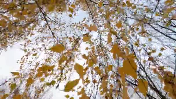 Hojas de abedul dorado en el fondo del cielo grande en otoño — Vídeo de stock