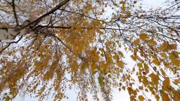 Frunze de mesteacăn auriu pe fundalul cerului mare în toamnă — Videoclip de stoc