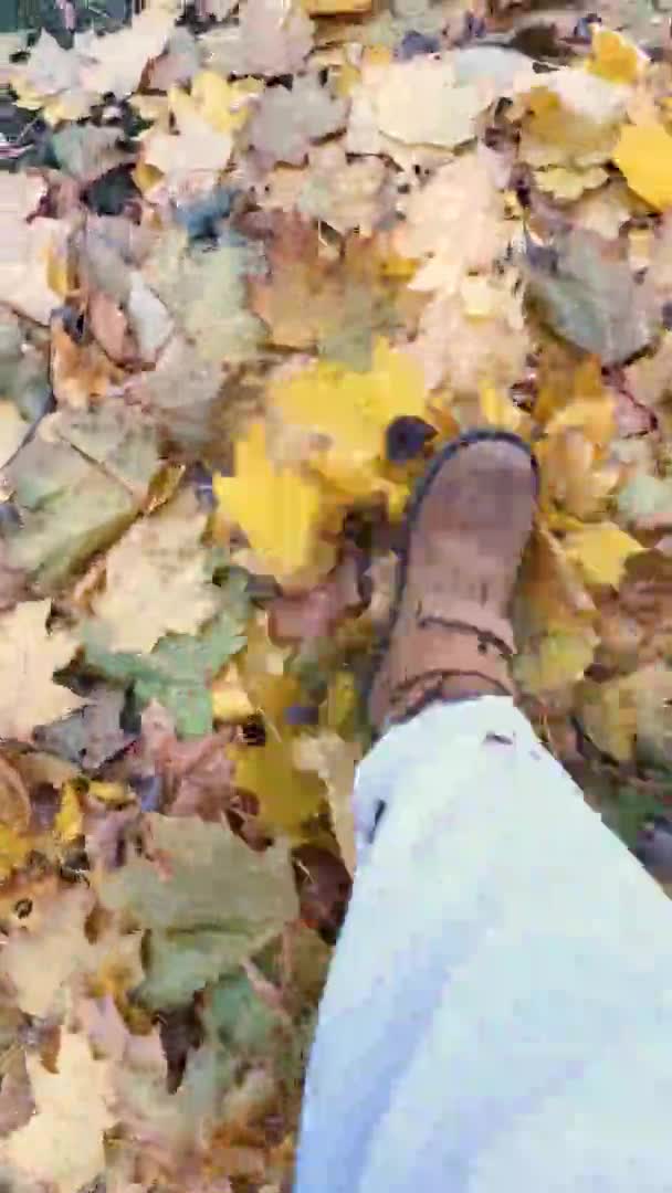 Hojas de abedul dorado en el fondo del cielo grande en otoño — Vídeo de stock