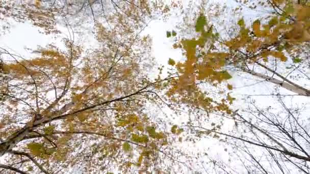 Zlatá bříza listy na pozadí oblohy velké na podzim — Stock video