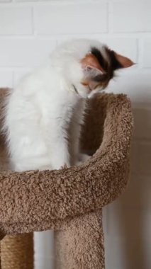 Güzel ev kedisi kedi yavrusu ev videosundaki kameraya dikey olarak bakıyor.