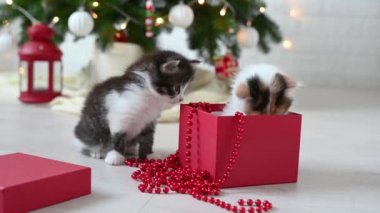 Noel Baba kostümünün yattığı yatağın üzerinde yeni yıl hediyesiyle oynayan iki kedi yavrusu.