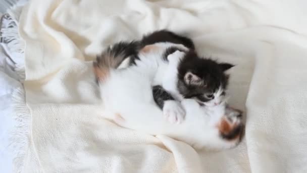 Δύο γατάκια παίζουν στο κρεβάτι στο σπίτι. — Αρχείο Βίντεο