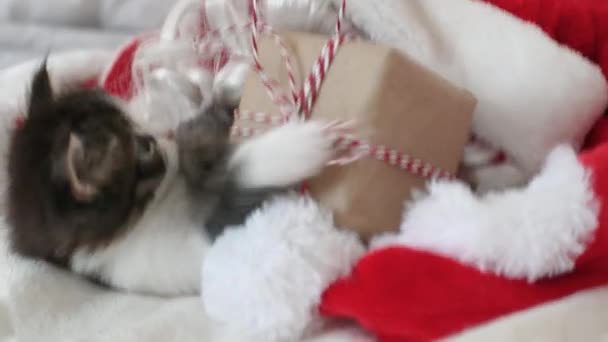 Маленький котенок играет с новогодним подарком на кровати, где лежит костюм Санта-Клауса — стоковое видео