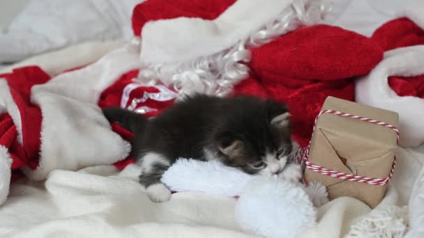 Kleines Kätzchen spielt mit einem Neujahrsgeschenk auf dem Bett, auf dem das Weihnachtsmann-Kostüm liegt — Stockvideo