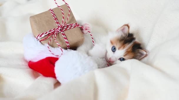 Μικρό γατάκι παίζει με ένα δώρο Πρωτοχρονιάς στο κρεβάτι όπου βρίσκεται η στολή του Άγιου Βασίλη — Αρχείο Βίντεο