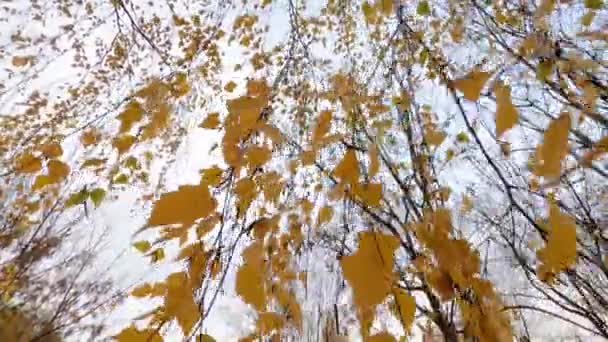 Foglie di betulla dorata sullo sfondo del cielo grande in autunno — Video Stock