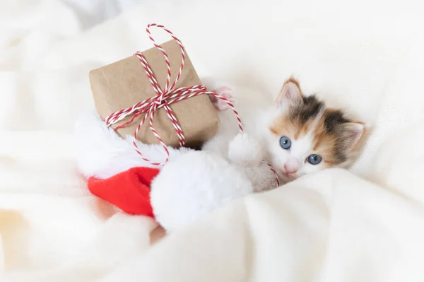 Gatinho brinca com um presente de Ano Novo na cama onde está o traje de Papai Noel — Fotografia de Stock