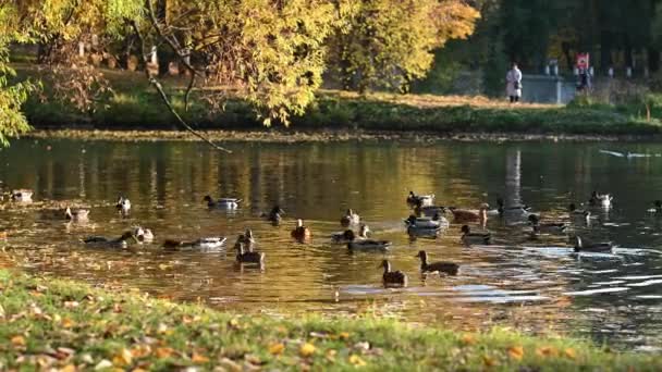 Ландшафтные утки плавают в пруду осенью на закате желтые деревья отражаются в воде — стоковое видео