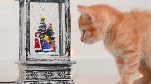 Λίγο αστείο γατάκι τζίντζερ εξετάζει τα νέα χρόνια διακοσμήσεις στο σπίτι close-up έννοια του νέου έτους και των Χριστουγέννων — Αρχείο Βίντεο