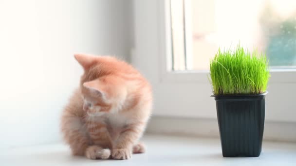 Süße kleine Ingwerkätzchen Katze spielt mit dem Schwanz am Fenster des Hauses — Stockvideo