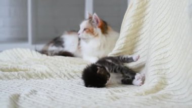 Şirin, pofuduk kedi yavrusu kameraya bakarak oynuyor. Oturan kedi anne.