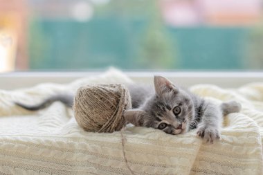 Şirin kahverengi kedicik evdeki pencerenin önünde oturmuş kameraya yakından bakıyor.