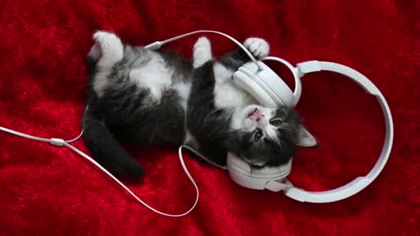Gatinho fofo bonito em fones de ouvido musicais brancos em um fundo vermelho. — Vídeo de Stock