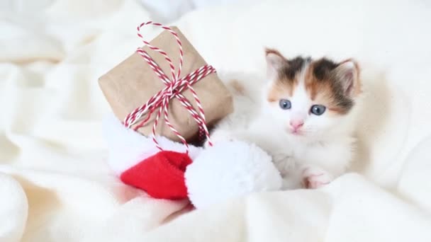 Piccolo gattino gioca con un regalo di Capodanno sul letto dove si trova il costume di Babbo Natale — Video Stock