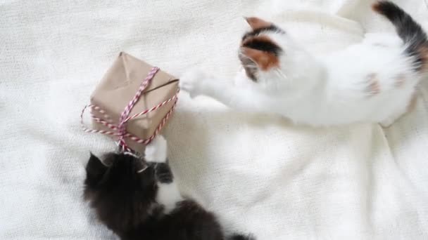 Deux chatons moelleux mignons jouer avec boîte cadeau à la maison nouveau concept de l'année — Video