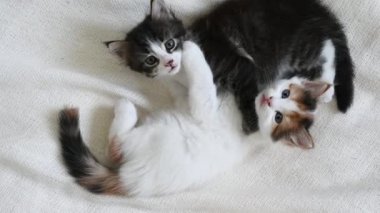 Evdeki yatakta oynayan iki kedi yavrusu.