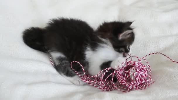 Kleines flauschiges Kätzchen, das mit roter Schleife spielt, um Weihnachtsgeschenke aus nächster Nähe zu verpacken — Stockvideo